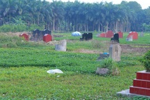 "Rau muống nghĩa địa" ở Thủ đô