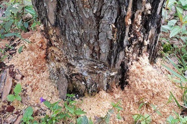 Khởi tố vụ hơn 10ha rừng thông bị đầu độc, không thể cứu chữa