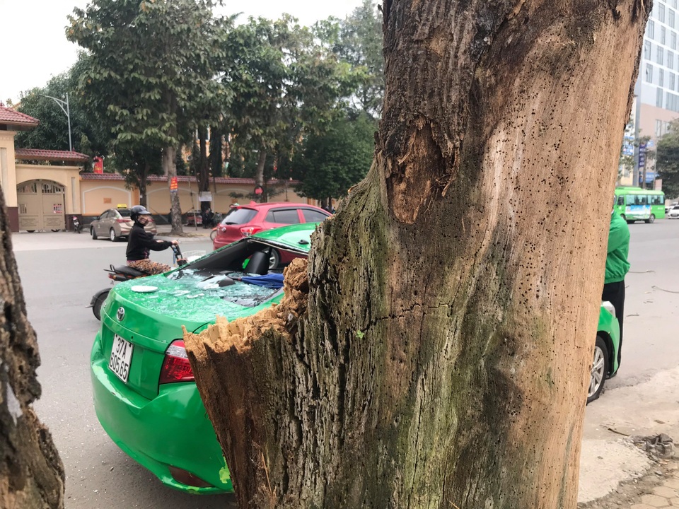 Cành cây ngô đồng rơi trúng xe taxi, 2 người thoát chết - 5 Cành cây ngô đồng rơi trúng xe taxi, 2 người thoát chết - 5