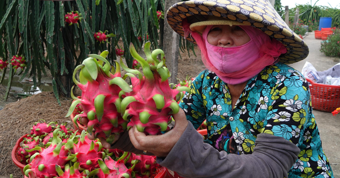 Tiki bán không lợi nhuận trái cây miền Tây, giúp bà con đón Tết ấm no - 1 Tiki bán không lợi nhuận trái cây miền Tây, giúp bà con đón Tết ấm no - 1