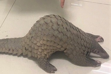 Đầu bếp quán nhậu đặt mua tê tê quý hiếm để chiêu đãi thực khách