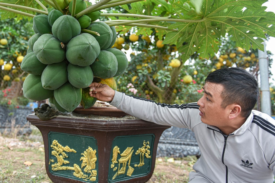 Săn đu đủ bonsai dáng siêu độc, quả đẻ chi chít chơi Tết - 4 Săn đu đủ bonsai dáng siêu độc, quả đẻ chi chít chơi Tết - 4
