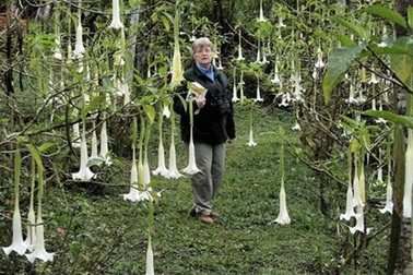 Rao bán "Hởi thở của quỷ" trên mạng