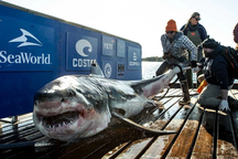 "Sát thủ đại dương" nặng gần nửa tấn được phát hiện khi đang di cư