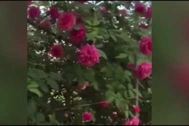 Hồng cổ Sapa đẹp hiếm có giá 40 triệu của dân chơi Hà Nội