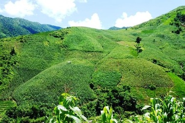 Về nơi từng là “thủ phủ cây thuốc phiện”