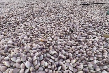 Hàng chục tấn ngao phủ kín bờ biển Nam Định
