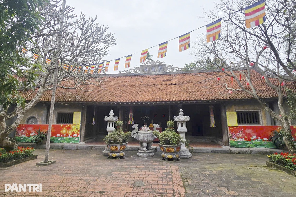 Cây nhãn 400 năm tuổi - thủy tổ của giống nhãn lồng Hưng Yên trứ danh - 3 Cây nhãn 400 năm tuổi - thủy tổ của giống nhãn lồng Hưng Yên trứ danh - 3