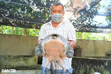 Nuôi loài cua chỉ bốn chân, ăn cực ít, lão nông Tây Đô sống nhàn, lãi cao