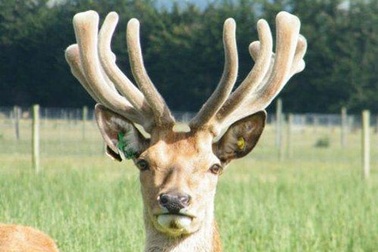 4 tác dụng sức khỏe cho người già từ nhung hươu 