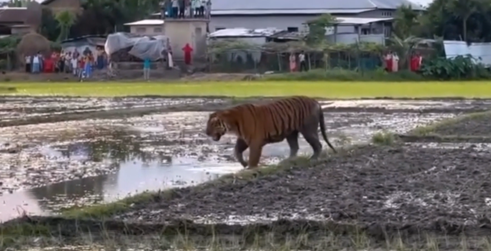 Thế giới động vật: Hổ đi vào làng, người dân vẫn thản nhiên đứng xem