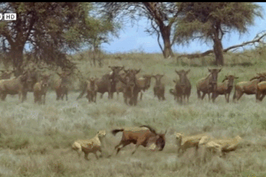 Cận cảnh 3 báo đốm châu Phi thua muối mặt trước linh dương đầu bò