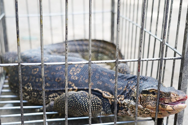 Kỳ đà dài 2m bò vào nhà dân