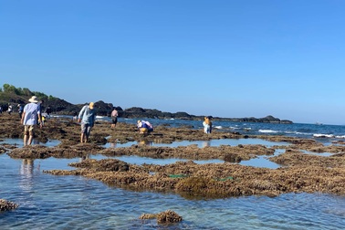 Quảng Ngãi: Rặng san hô tuyệt đẹp tại gành Yến bị xâm hại