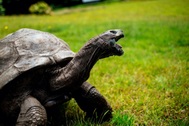 Tại sao rùa có thể sống rất lâu?