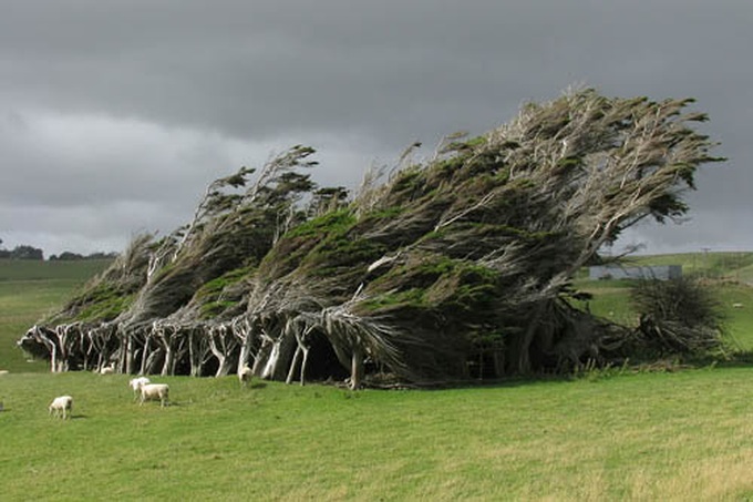 Cây bão táp ở đảo Nam của New Zealand.