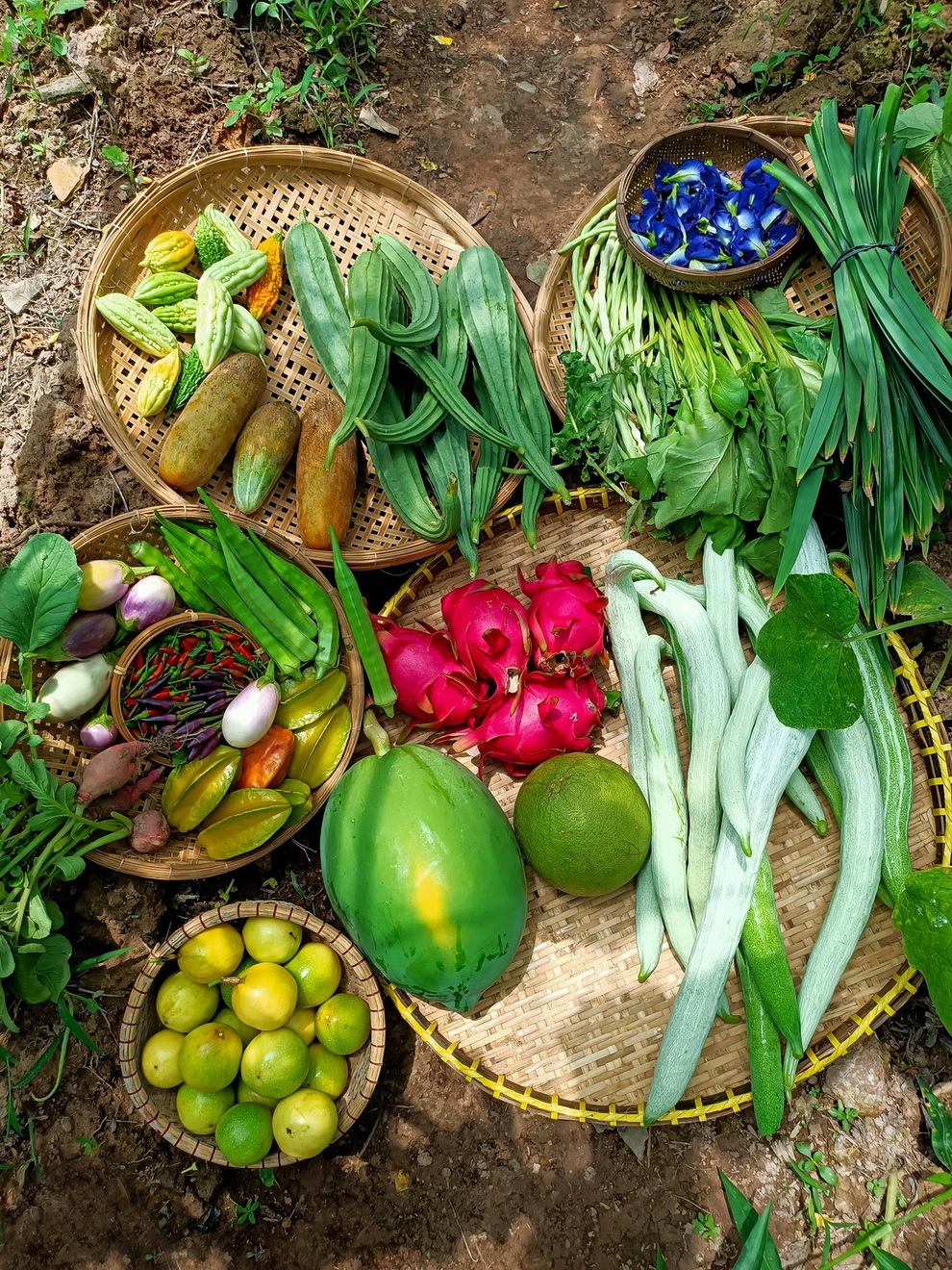Bỏ phố về quê, cặp vợ chồng Bến Tre làm khu vườn 500m2 tràn ngập rau trái - 9 Bỏ phố về quê, cặp vợ chồng Bến Tre làm khu vườn 500m2 tràn ngập rau trái - 9
