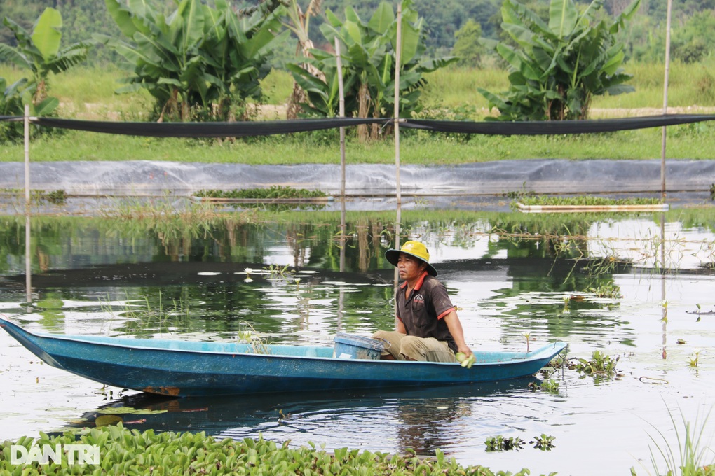 Turning a swamp into a snail farm, farmers count animals to collect money - 4