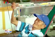 Nghề nuôi cá cảnh của cụ ông 83 tuổi ở Cần Thơ