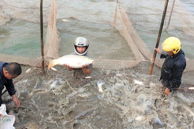 Ninh Bình chi 1,5 tỷ đồng đào tạo nghề nông nghiệp cho lao động nông thôn
