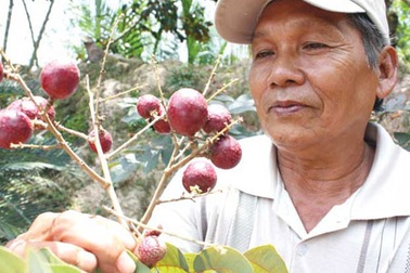 Thu lợi cao từ cây nhãn tím