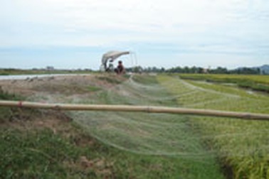 Tiếng khóc chim én