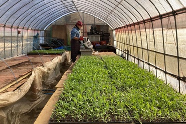 Cặp vợ chồng bỏ phố về quê, thuê đất trồng lúa, chăm rau trút bỏ stress