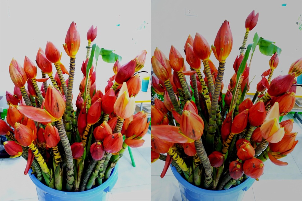 Hoa rừng từ bản xuống phố thành thú chơi sang hút khách - 3 Hoa rừng từ bản xuống phố thành thú chơi sang hút khách - 3