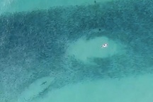 Nghẹt thở khoảnh khắc 2 con cá mập áp sát đoàn người đang bơi