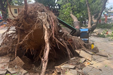 Cây xà cừ cao hơn 20m đổ trong trường học ở Đồng Nai