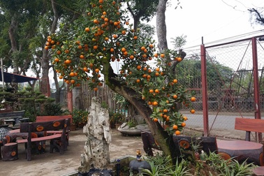 Ghép quất vào gốc cây dại bán 30 triệu/cây