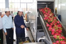 Xuất khẩu thanh long đình trệ, Bộ trưởng Nông nghiệp về địa phương giải cứu