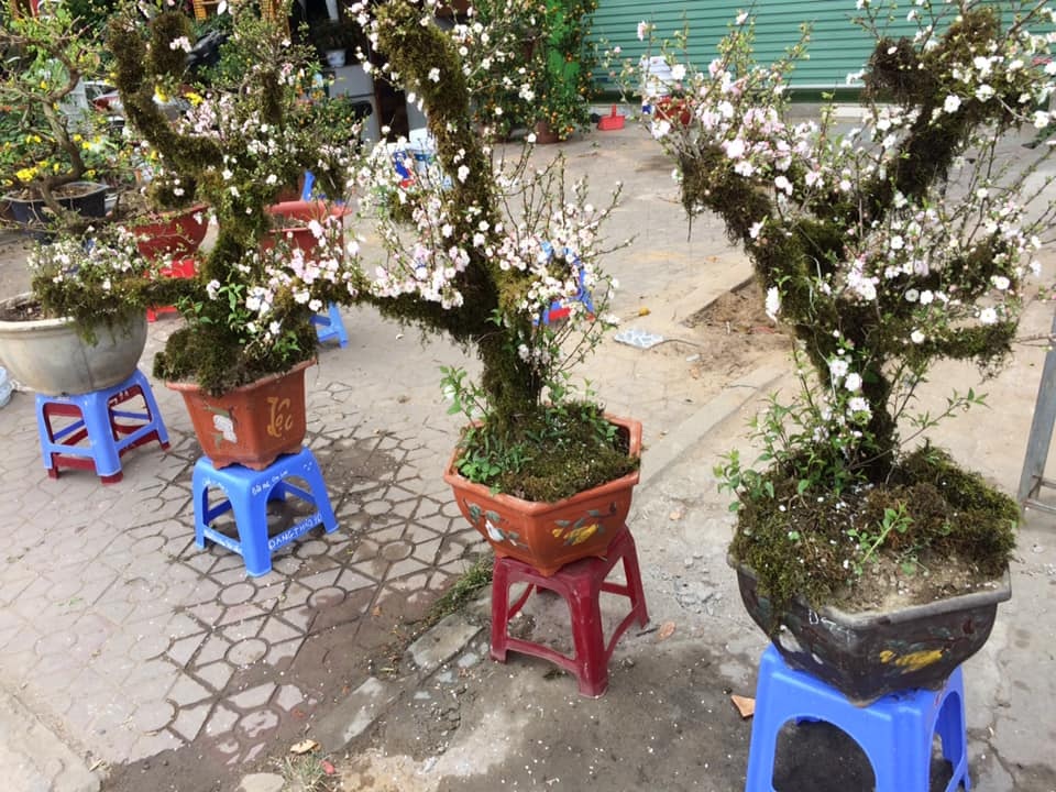 Đào tiên đại thụ khách trả 100 triệu đồng chủ chưa bán - 4 Đào tiên đại thụ khách trả 100 triệu đồng chủ chưa bán - 4