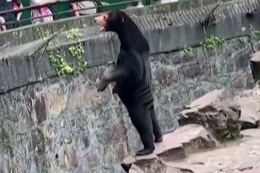 Du khách đổ xô đến sở thú Trung Quốc bị nghi để người đóng giả gấu