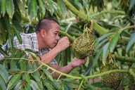 Cách Trung Quốc tự trồng sầu riêng khiến Thái Lan, Việt Nam phải dè chừng