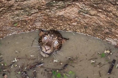 Ảnh con báo "hoảng hốt" khi rơi xuống giếng gây sốt mạng xã hội