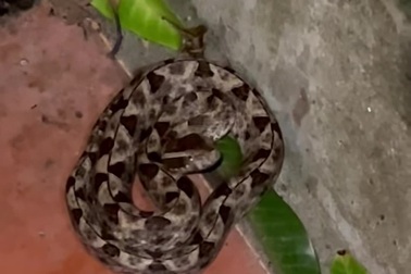 Rắn chàm quạp ẩn mình dưới chân cầu thang nơi khu dân cư tại Bình Thuận