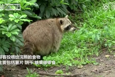 Gấu mèo béo phì, giảm khả năng sinh sản vì ham ăn "của lạ"