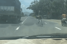 Đà điểu “đại náo” trên quốc lộ 1A