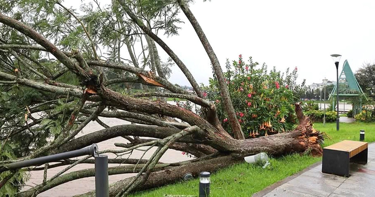 Phượng tím bên hồ Xuân Hương Đà Lạt bị gió quật ngã