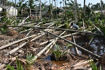 Quảng Ngãi:  Người làm nghề trồng cau “khóc ròng" sau bão lớn