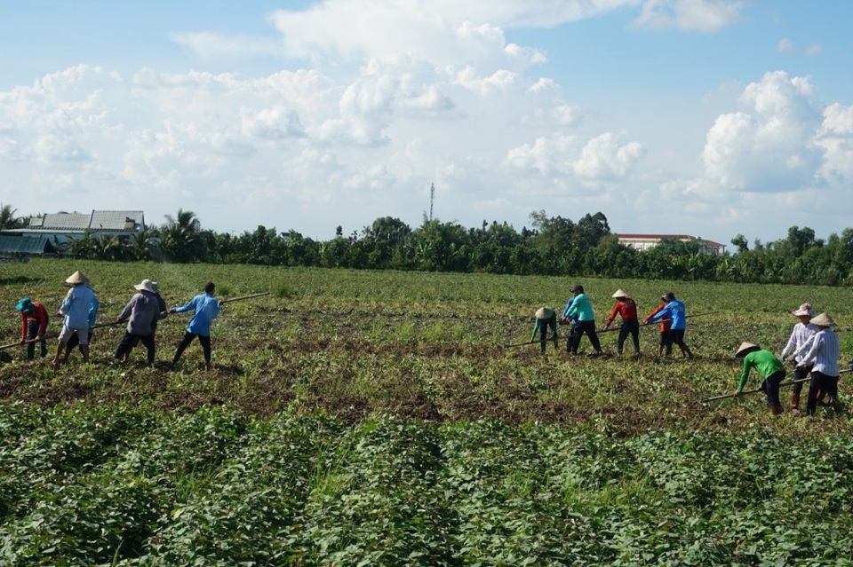 Vĩnh Long: Khoai lang đầy ruộng, cho cũng không có người đến lấy - 8