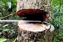 Cánh rừng cổ thụ bị lâm tặc cưa hạ ngổn ngang