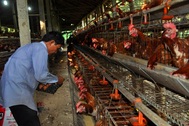Gần 1.000 con gà bỗng lăn quay ra chết nghi do bị đánh thuốc chuột