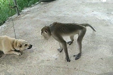 Khỉ xông vào nhà dân tấn công người ở Nghệ An