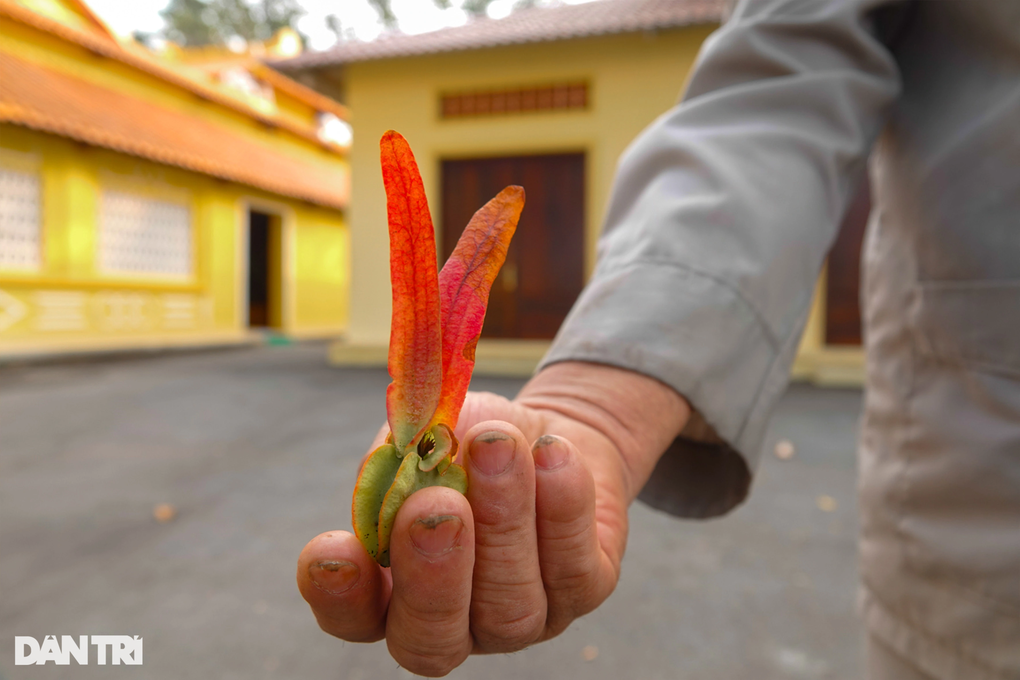 Chiêm ngưỡng cây dầu khủng 200 năm tuổi trên ngọn núi ở An Giang - 7