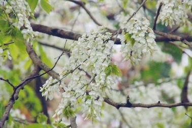 Hẹn hò với những mùa hoa xuân