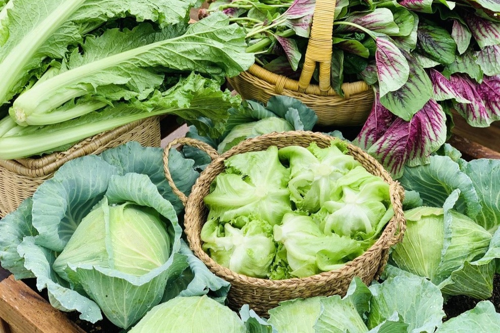 Mẹ đảm Sơn La chia sẻ bí quyết làm vườn sân thượng bội thu, đẹp như tranh - 3 Mẹ đảm Sơn La chia sẻ bí quyết làm vườn sân thượng bội thu, đẹp như tranh - 3