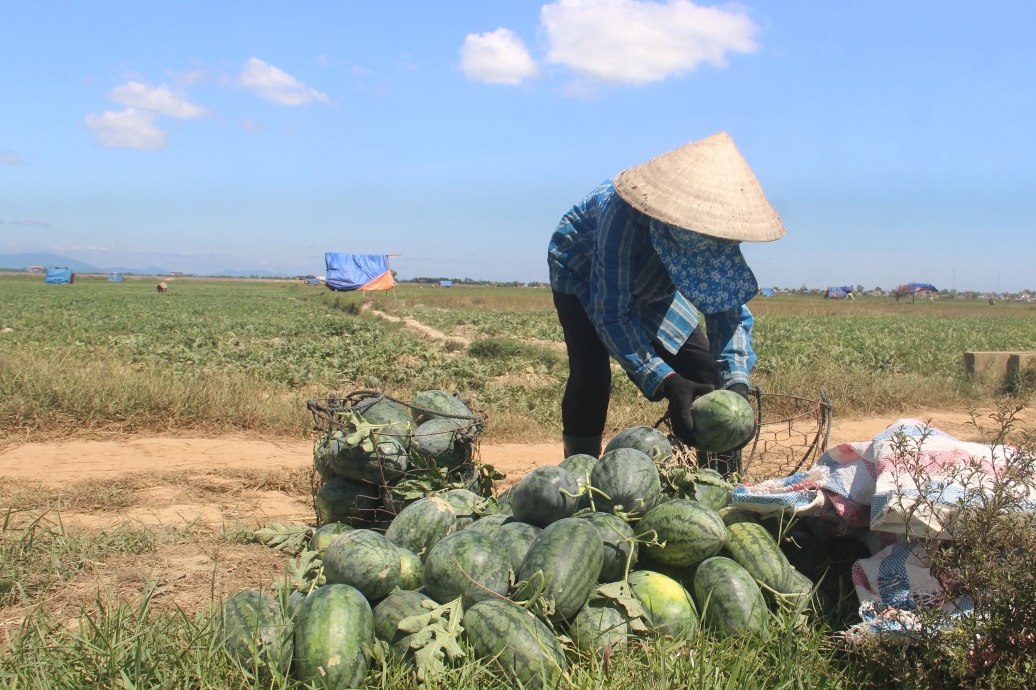 Thu nhập cao hơn cây lúa nhờ trồng dưa trái vụ - 7 Thu nhập cao hơn cây lúa nhờ trồng dưa trái vụ - 7