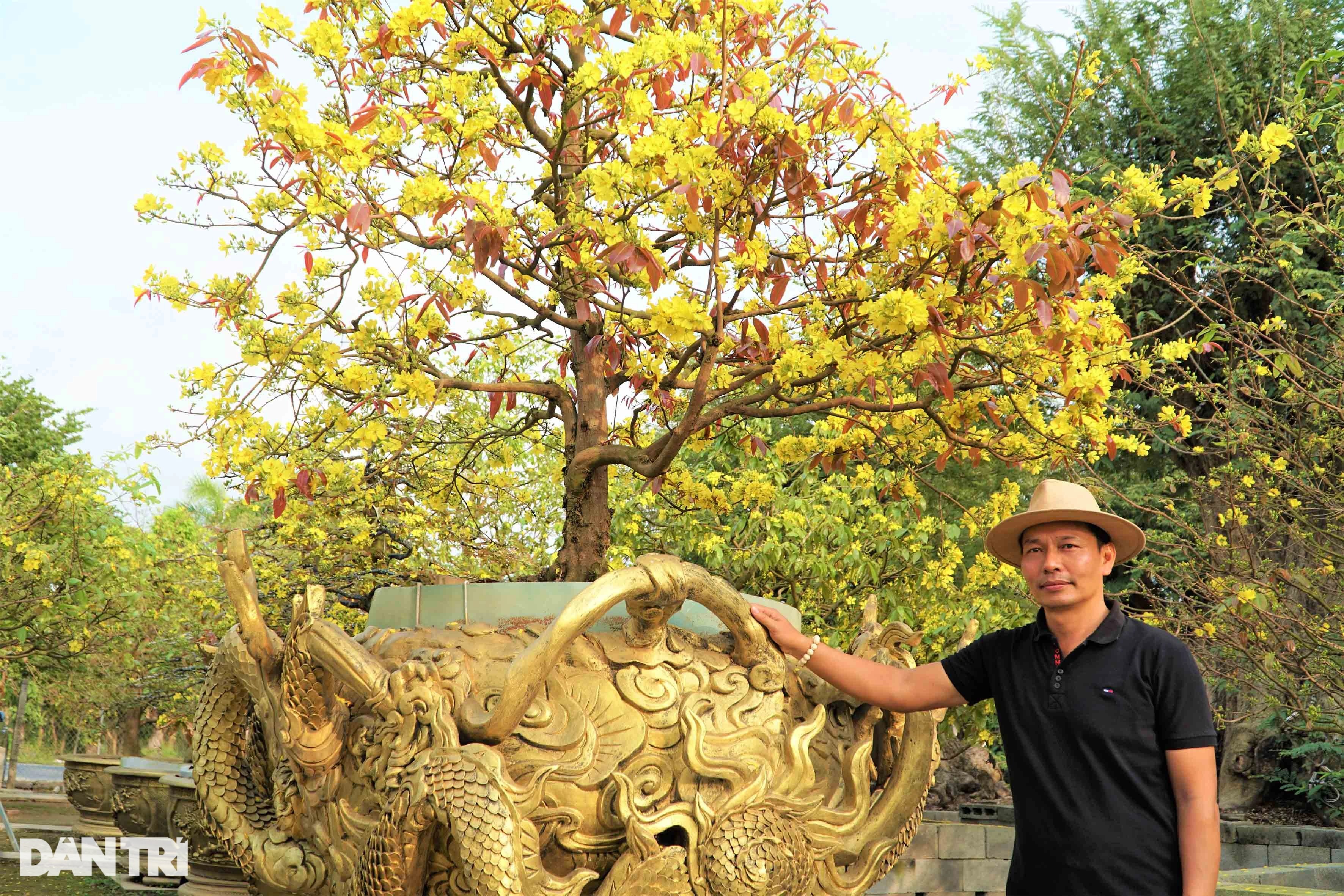 Chiêm ngưỡng hơn 200 cây mai vàng giá trị khủng, có tiền chưa chắc mua nổi - 8 Chiêm ngưỡng hơn 200 cây mai vàng giá trị khủng, có tiền chưa chắc mua nổi - 8
